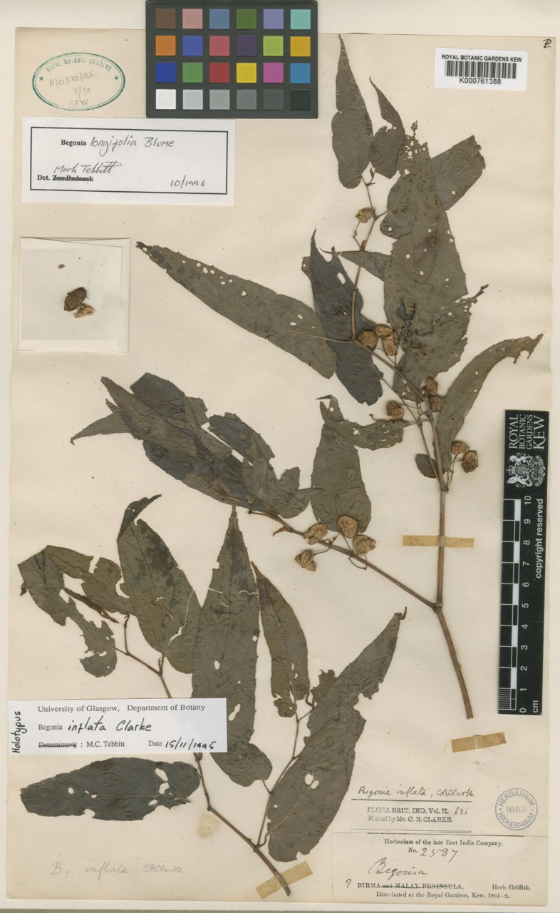 B. inflata